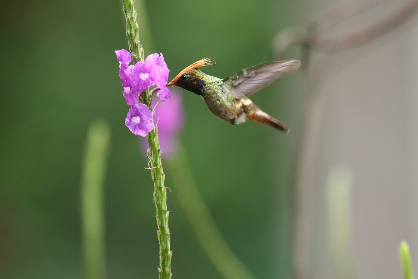 RUFOUS-CRESTED COQUETTE